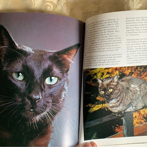 Cats In Color & Kittens In Color Books by Anna Pollard - Picture 3 of 4